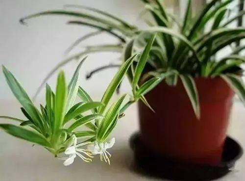 哪些植物可以輔助去除家里面的甲醛？